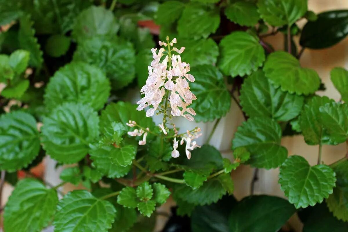 Плектрантус как цветет фото How to Grow and Care for a Swedish Ivy Houseplant