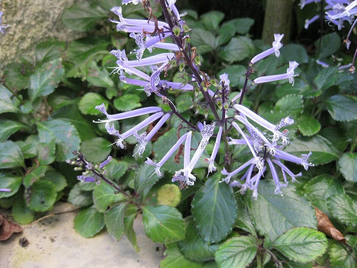 Плектрантус как цветет фото Plectranthinae - Wikipedija