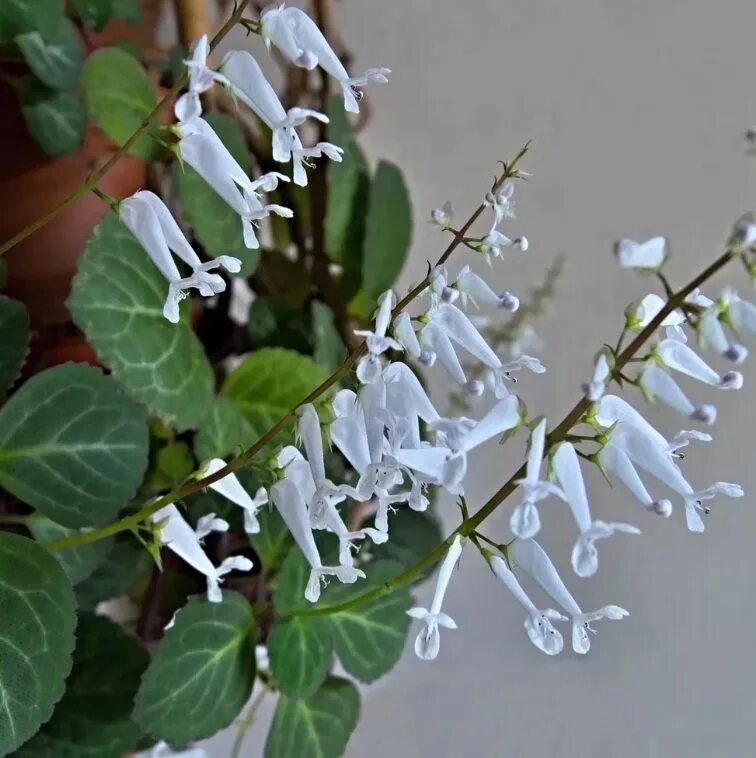 Плектрантус как цветет фото Плектрантус Плектрантус Эртендаля, 1 шт - купить по выгодной цене в интернет-маг