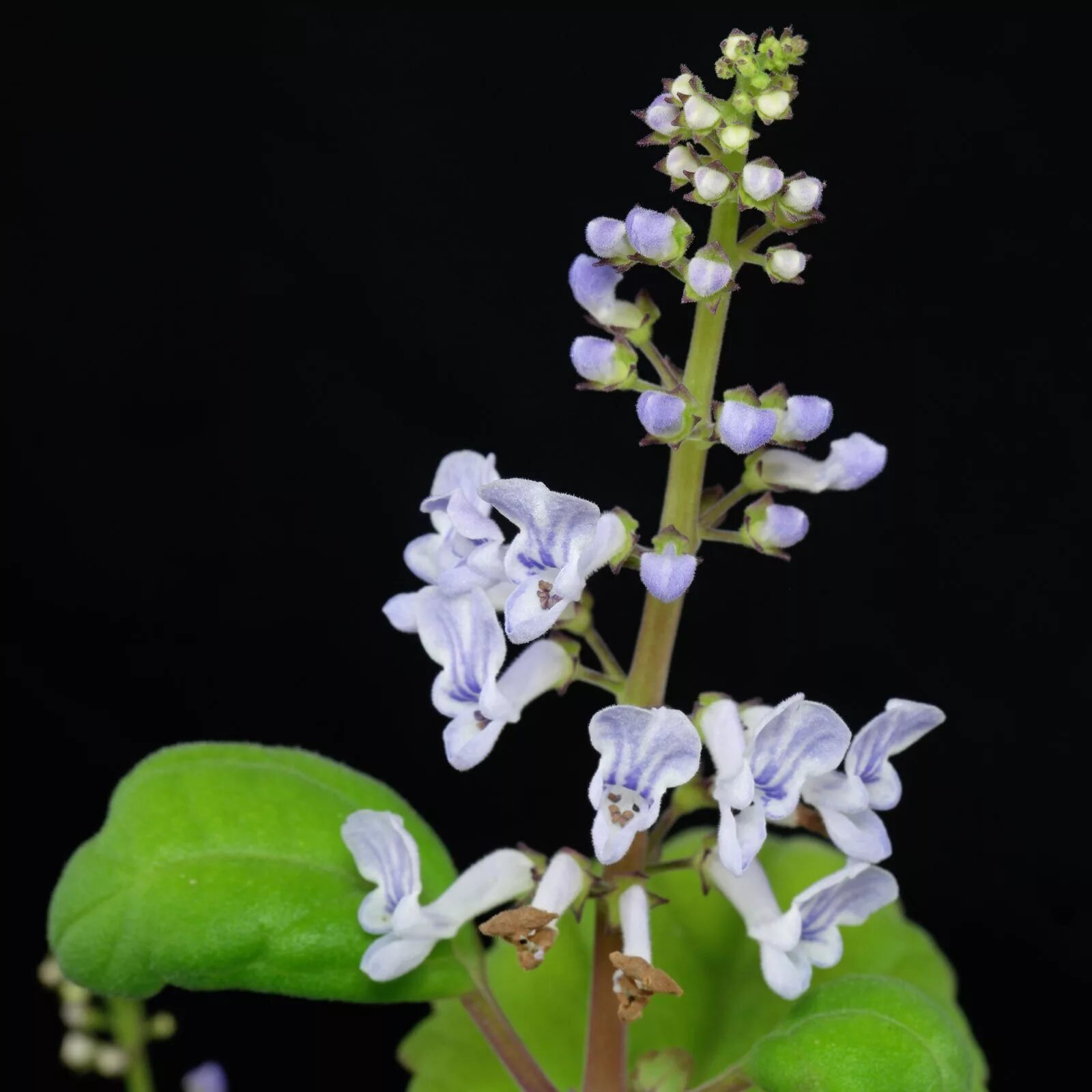 Плектрантус как цветет фото Plectranthus verticillatus
