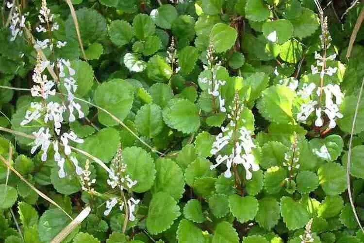 Плектрантус как цветет фото Галерея Plectranthus verticillatus Торты, конфеты, пироги iberia-restaurant.ru