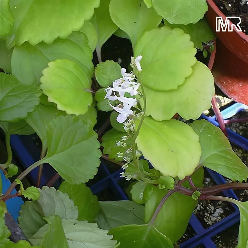 Плектрантус как цветет фото Ответы Mail.ru: Сколько видов комнатных плектрантусов существует?