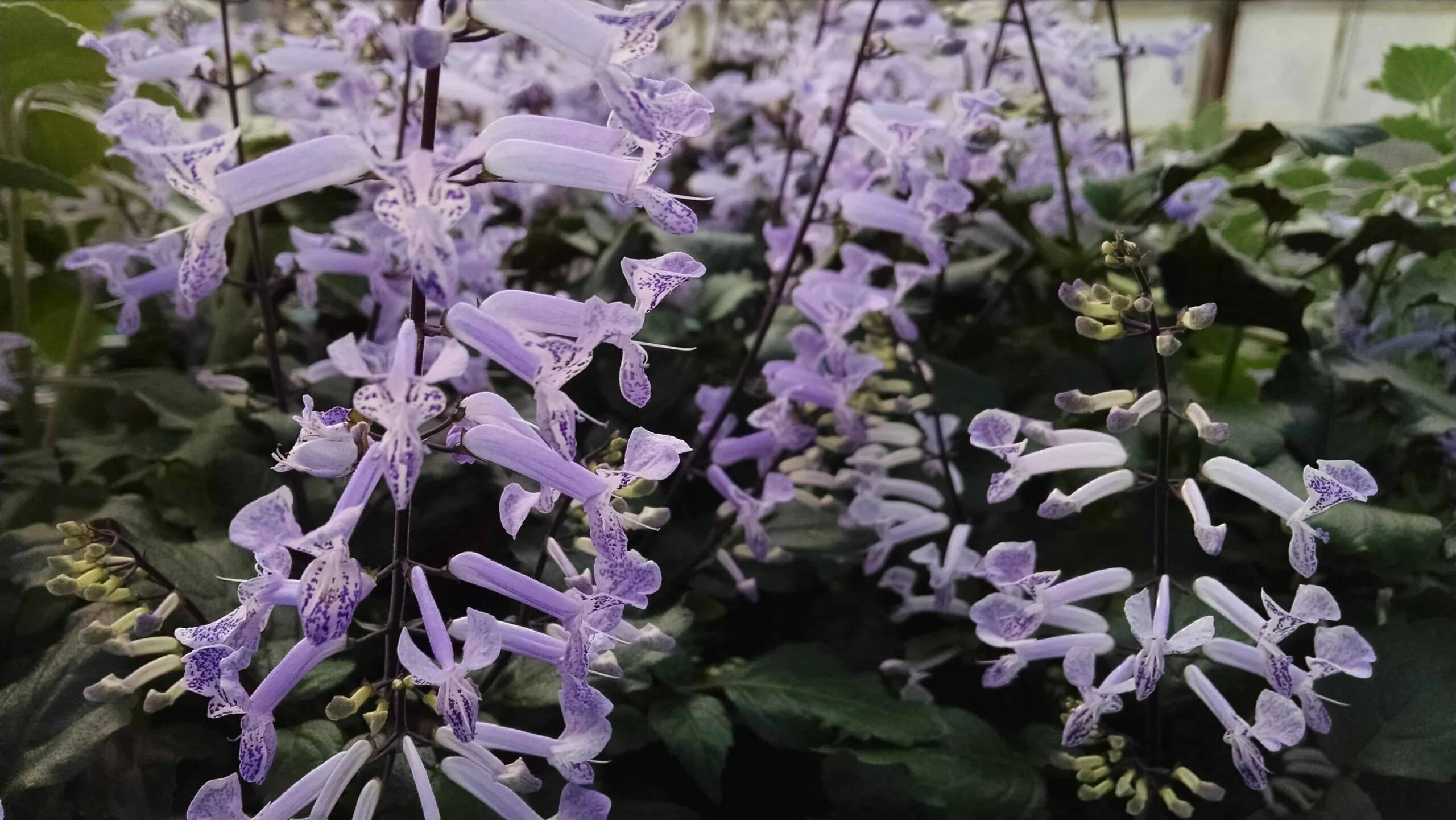 Плектрантус как цветет фото Фотоподборка Плектрантус эндерталя: Уникальные моменты Торты, конфеты, пироги ib