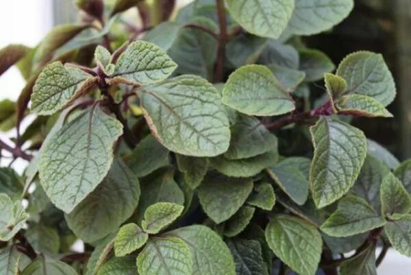 Плектрантус колеусовидный фото уход в домашних условиях Плектрантус Виды Фото И Названия - Фотографии