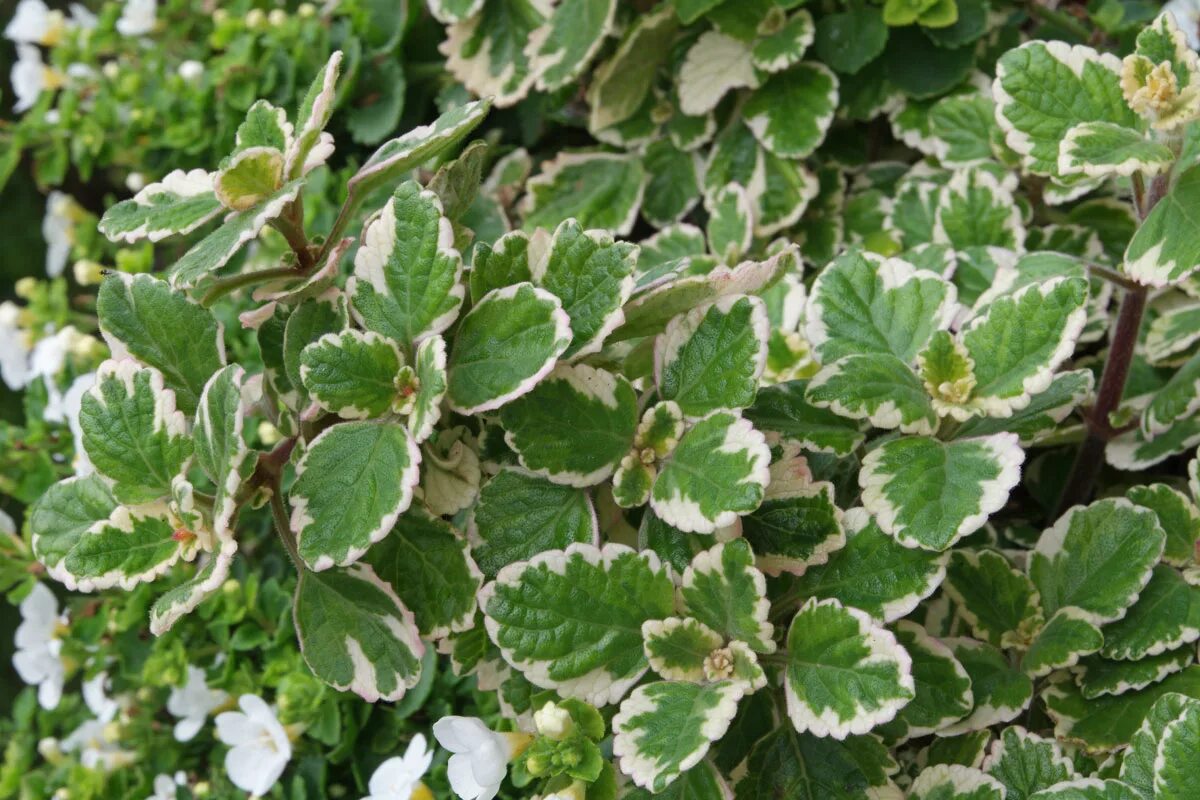 Плектрантус колеусовидный фото уход в домашних условиях Plectranthus forsteri "Variegata"