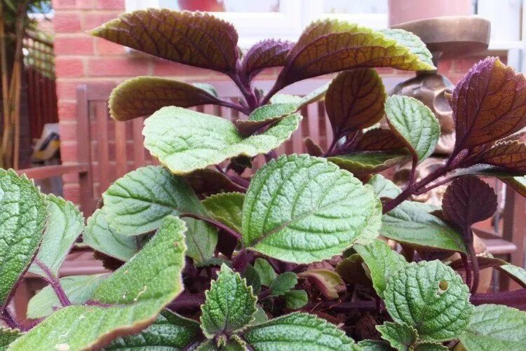 Плектрантус колеусовидный фото уход в домашних условиях Плектрантус (50 фото) - виды, выращивание и уход в домашних условиях