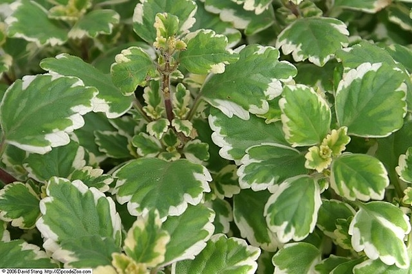 Плектрантус колеусовидный фото уход в домашних условиях plectranthus - Google Search Plant leaves, Plants, Garden