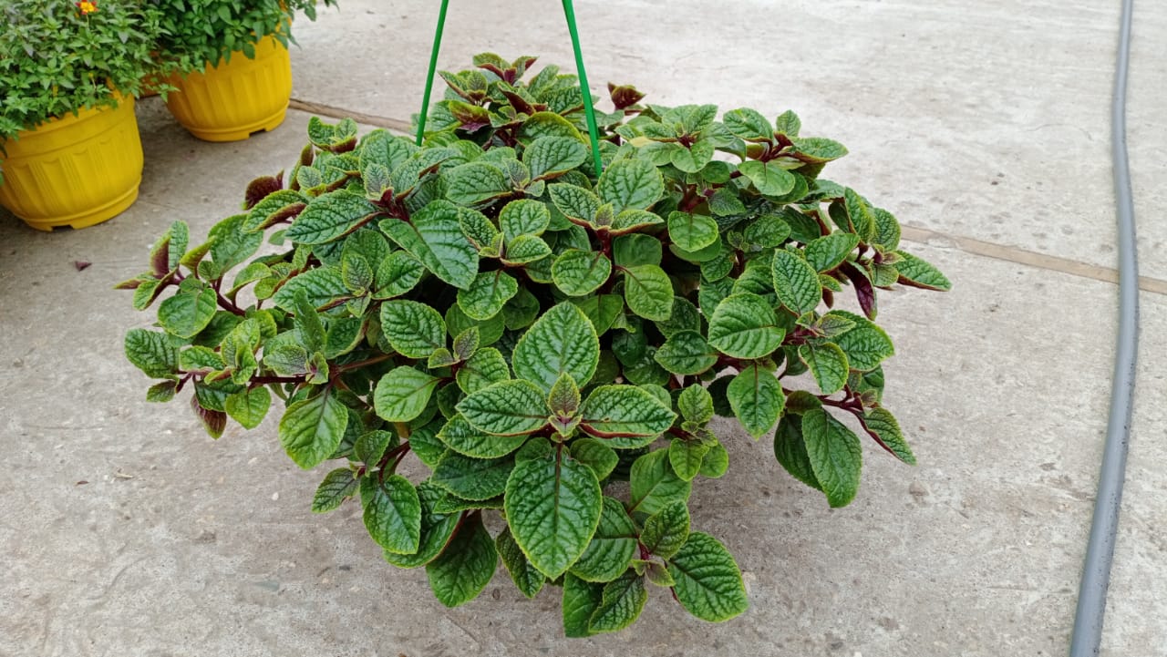 Плектрантус колеусовидный фото уход в домашних условиях Плектрантус - ООО "СЦ ЭДЕМ"