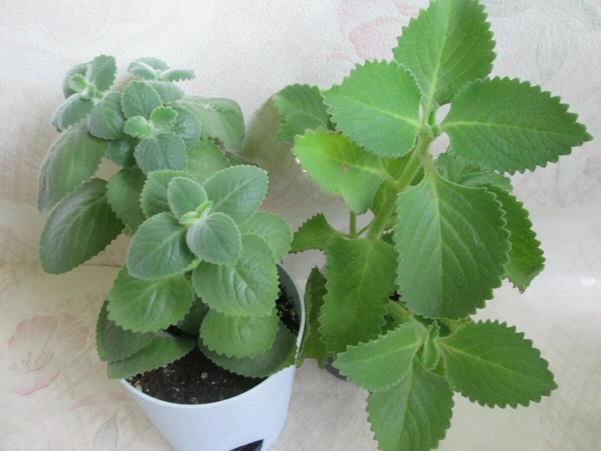 Плектрантус комнатная фото Плектрантус цветы - 72 фото