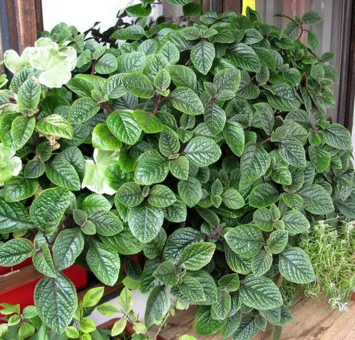 Плектрантус комнатная фото Плектрантус фиолетовый в кашпо - Рассада цветов и овощей.