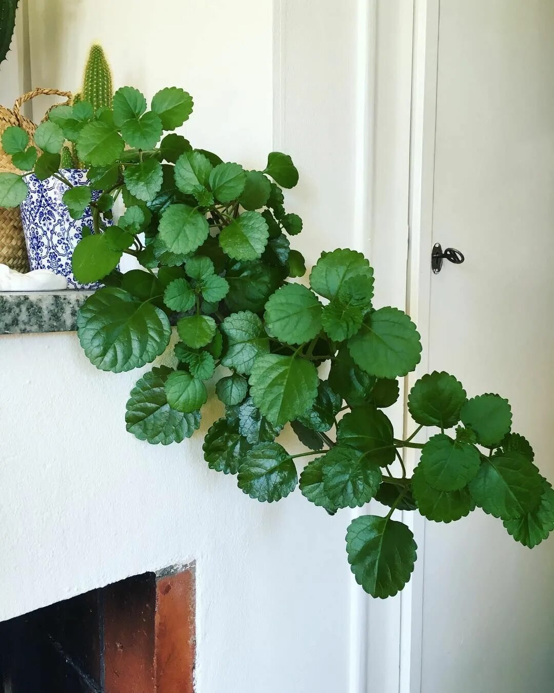 Плектрантус комнатная фото plectranthus verticillatus Swedish Ivy Planta del dinero, Diseño de jardín de hi