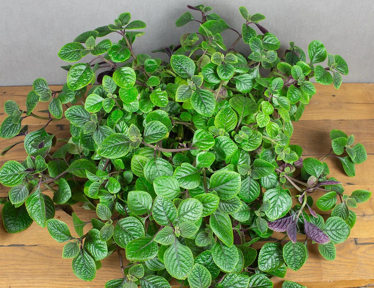 Плектрантус комнатная фото Два Ботаника Плектрантус Краснеющий, арт. 1883