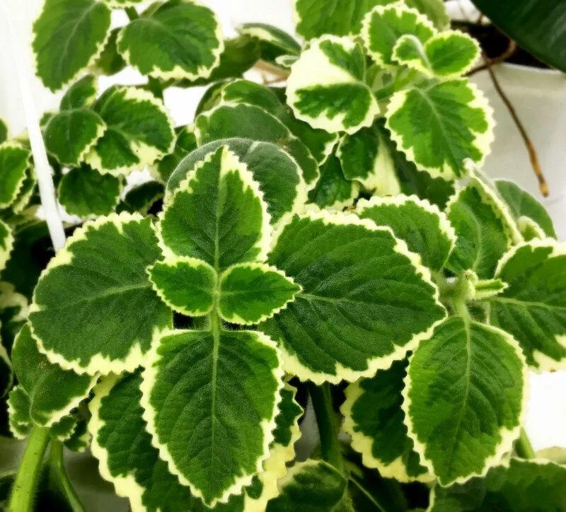 Плектрантус комнатная фото Плектрантус Вариегатный/Комнатная Мята (срез/1шт) - Завод ФЛОРА