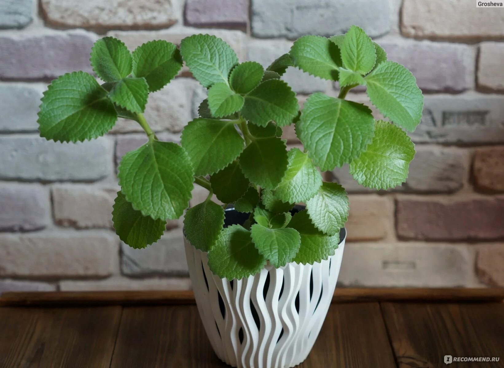 Плектрантус комнатная фото Комнатная мята плектрантус полезные свойства