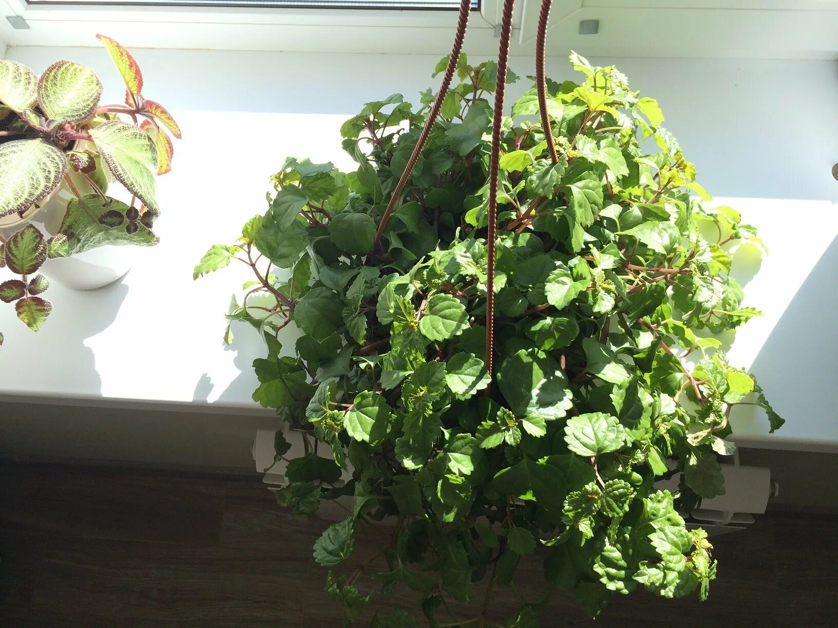 Плектрантус комнатная фото Плектрантус на улице: найдено 89 картинок