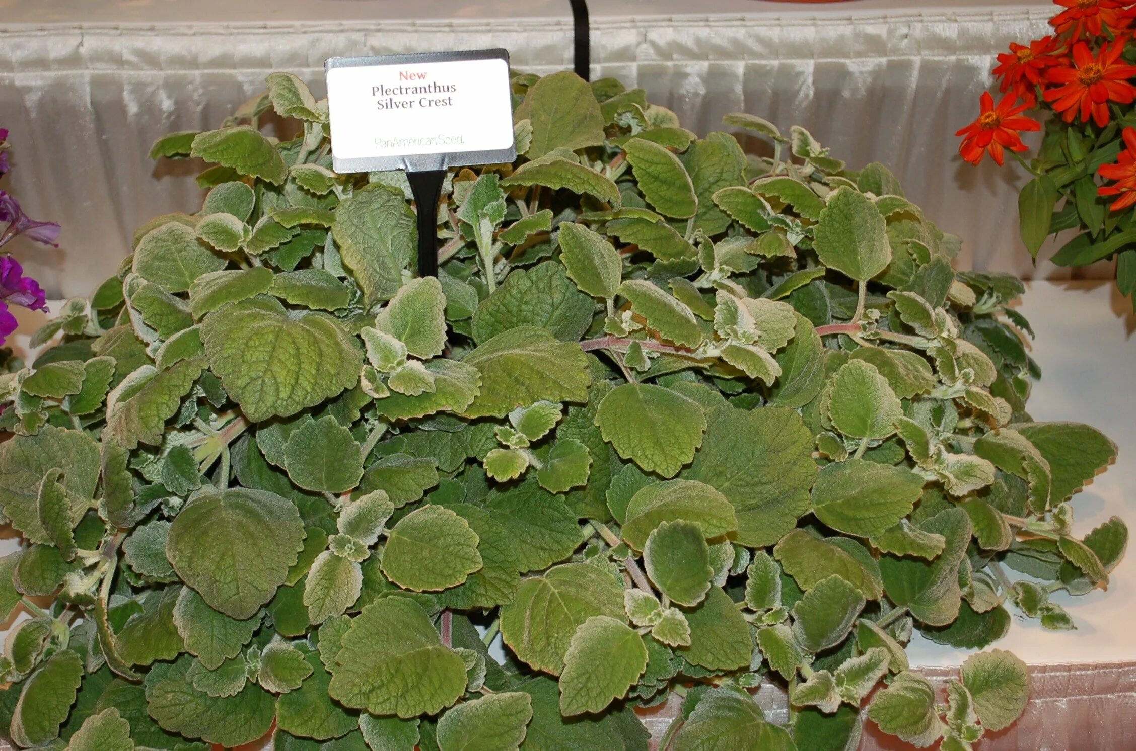 Плектрантус комнатная фото Плектрантус ампельный фото