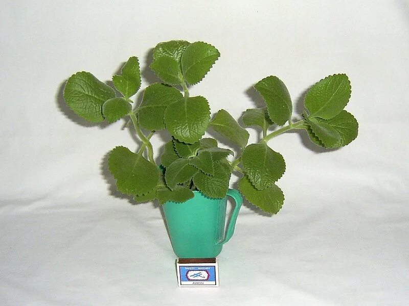 Плектрантус комнатный цветок фото комнатная мята плектрантус в дар (Новосибирск). Дарудар