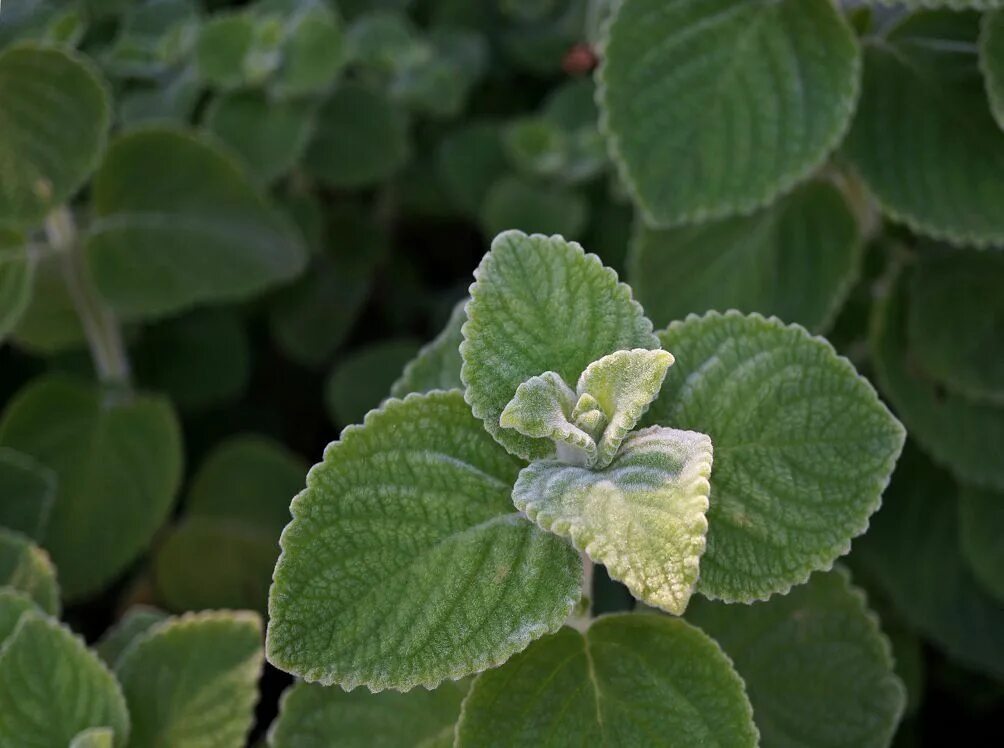 Плектрантус комнатный цветок фото Плектрантус (Комнатная мята): фото и виды, выращивание и уход Растения, Комнатны