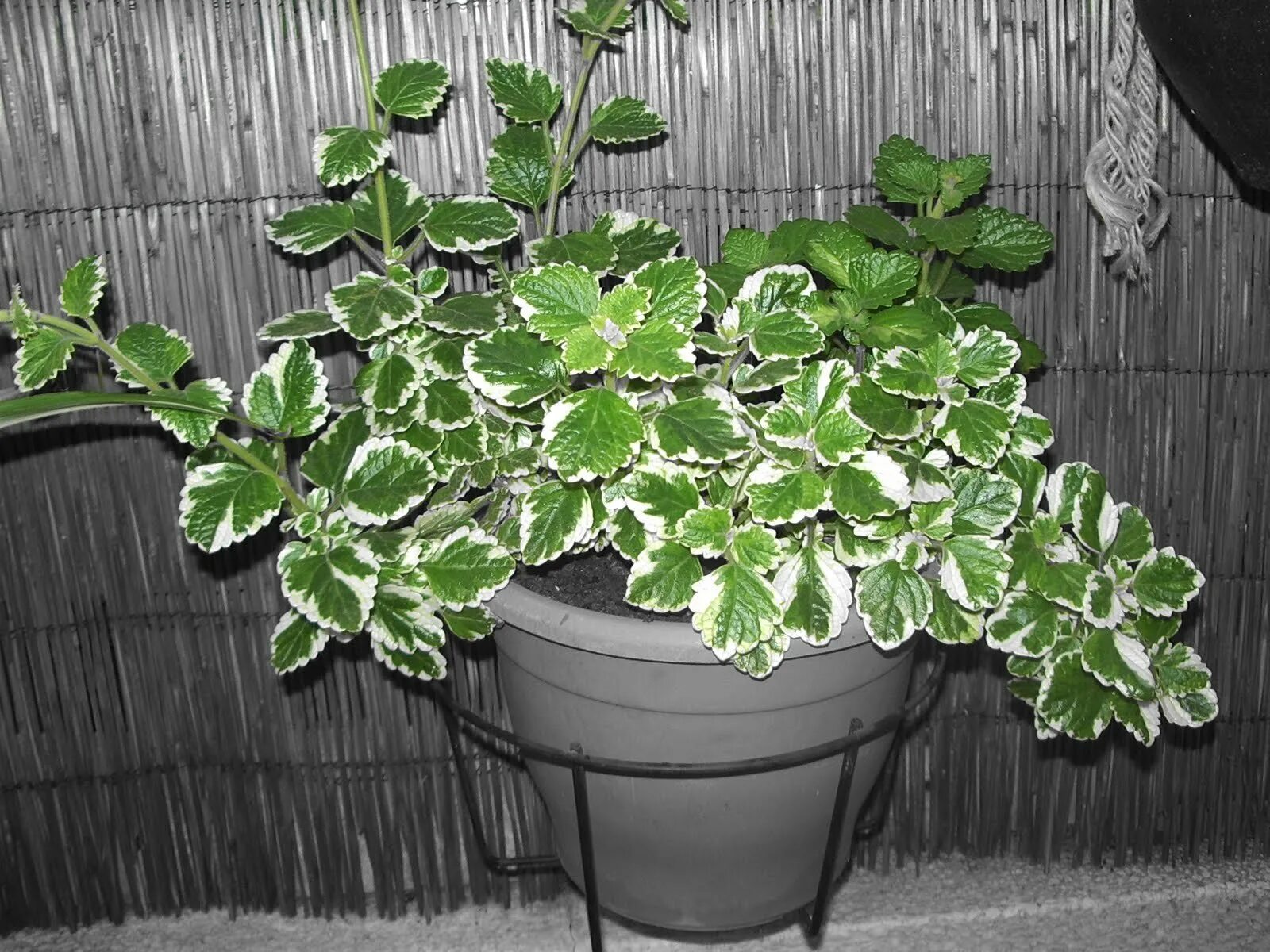 Плектрантус комнатный цветок фото Плектрантус можно ли в чай: найдено 89 картинок