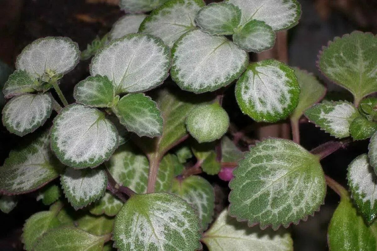 Плектрантус комнатный цветок фото Плектрантус: фото, советы и рекомендации по уходу