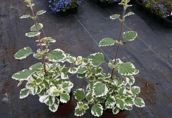 Плектрантус комнатный цветок фото "ЦВЕТЫ НА ОКНЕ от А до Я " Плектрантус или комнатная мята. Ампельные растения. Д