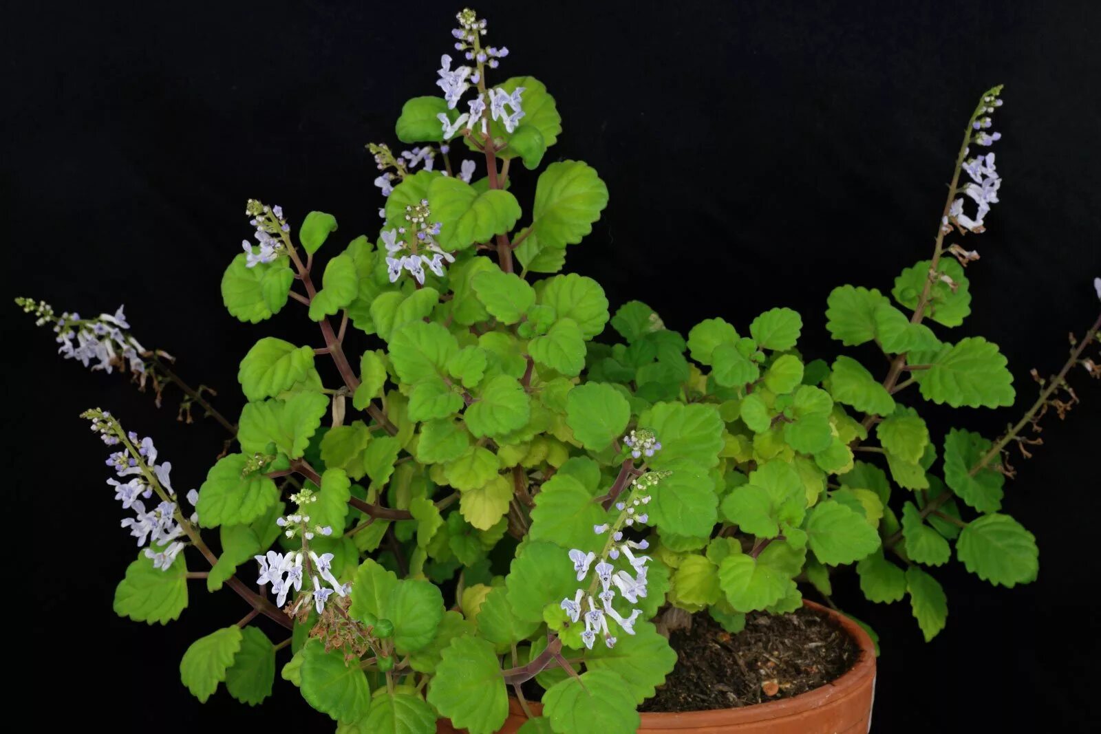 Плектрантус комнатный цветок фото Плектрантус комнатный цветок фото: найдено 90 изображений