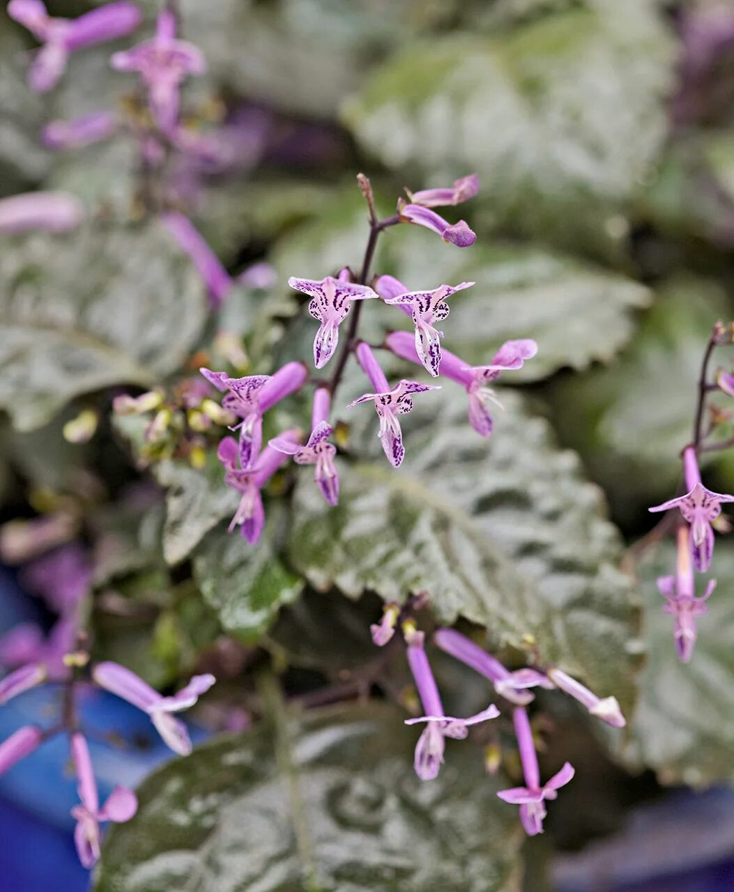 Плектрантус мона лавендер фото уход в домашних How to Plant and Grow Plectranthus