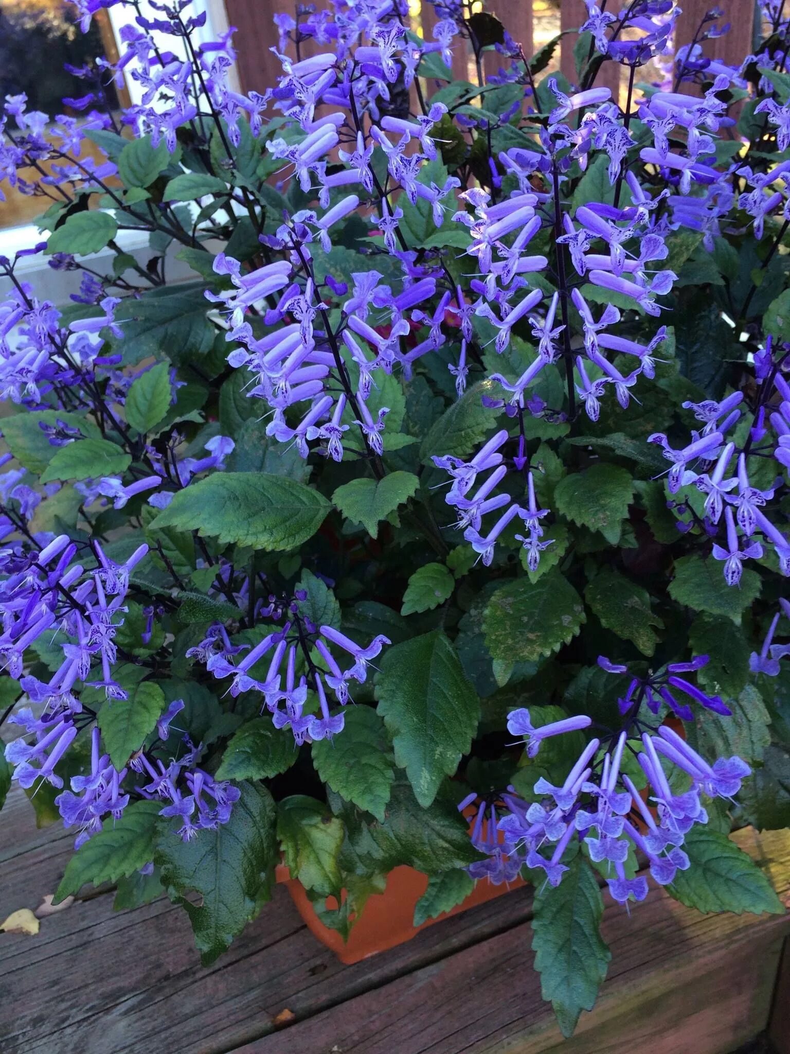 Плектрантус мона лавендер фото уход в домашних Plectranthus 'Mona Lavender' Lavender garden, Patio plants, Container gardening