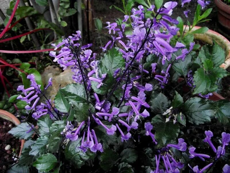 Плектрантус мона лавендер фото уход в домашних Плектрантус дома - распространенные виды, колеусовидный, кустарниковый, эртендал