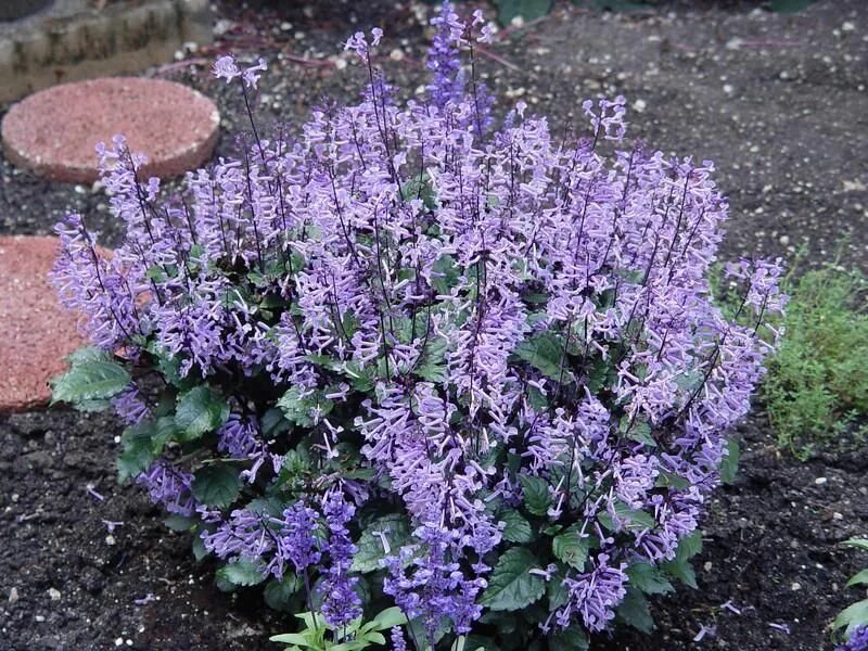 Плектрантус мона лавендер фото уход в домашних Mona Lavender Plectranthus Plants, Lavender garden, Blue garden