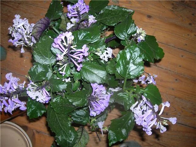 Плектрантус мона лавендер фото уход в домашних Петрея, Буги, Гибискусы, Розы и многое другое (буду обновлять и добавлять) - обс