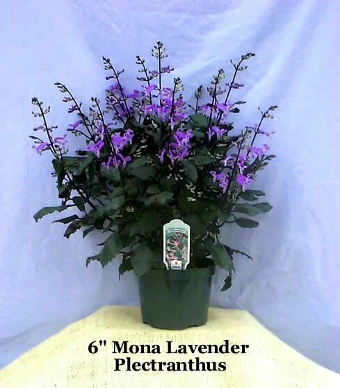 Плектрантус мона лавендер фото уход в домашних Plectranthus 'Mona Lavender'. A purple-tinted bush. The leaves are very dark gre