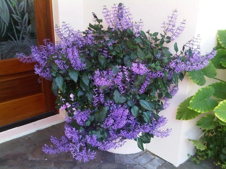 Плектрантус мона лавендер фото уход в домашних Mona Lavender at it's peak Ornamental plants, Shade plants, Flowers perennials