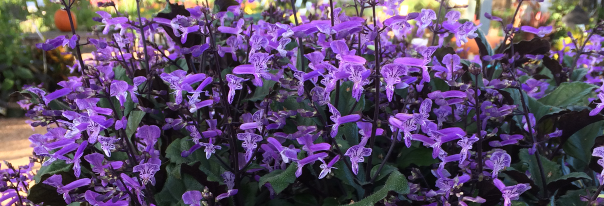Плектрантус мона лавендер фото уход в домашних Плектрантус приметы и суеверия: полезные свойства и приметы, видео и фото