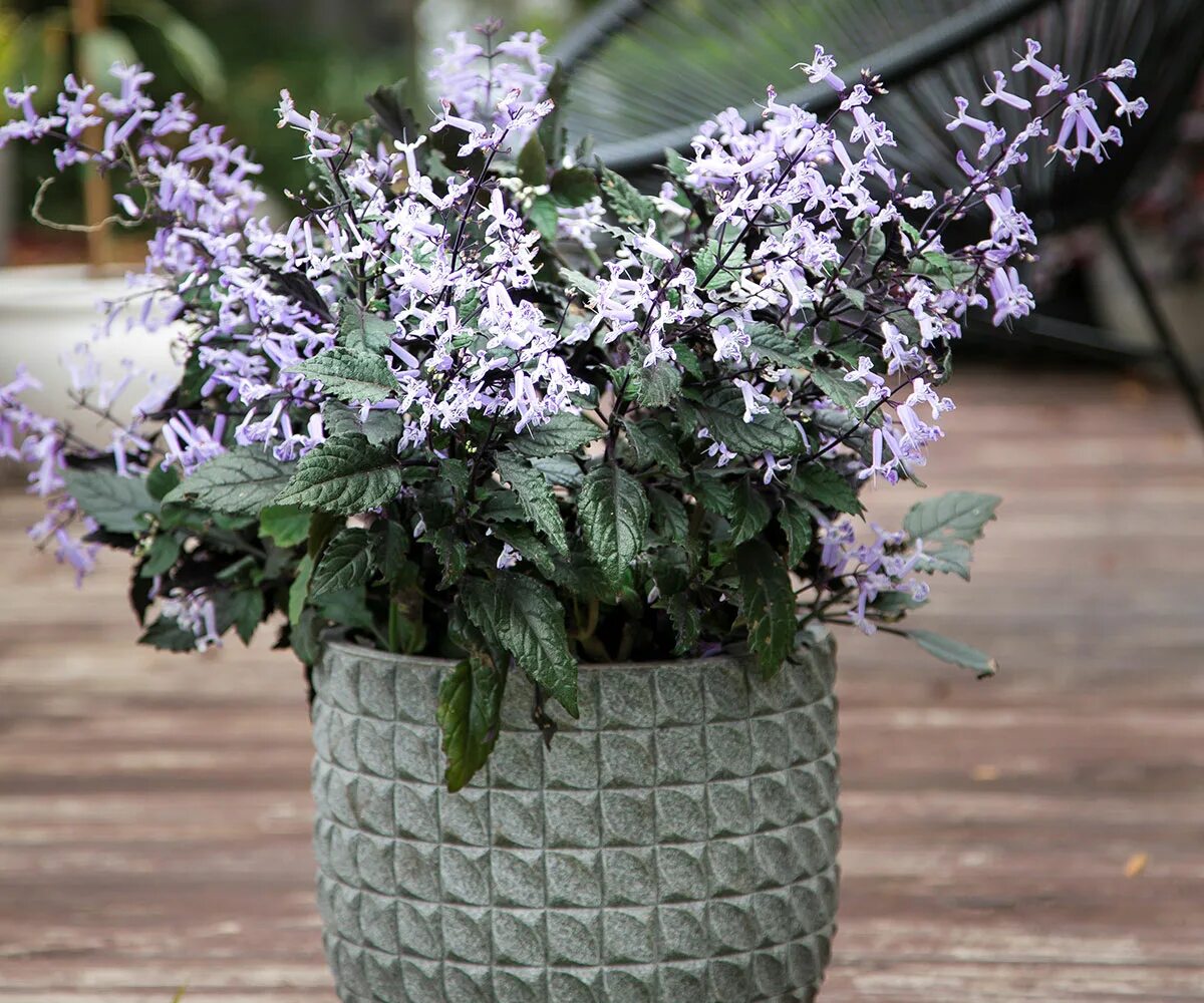 Плектрантус мона лавендер фото уход в домашних Plectranthus Mona Lavender - Plant profile - Alpine Nurseries