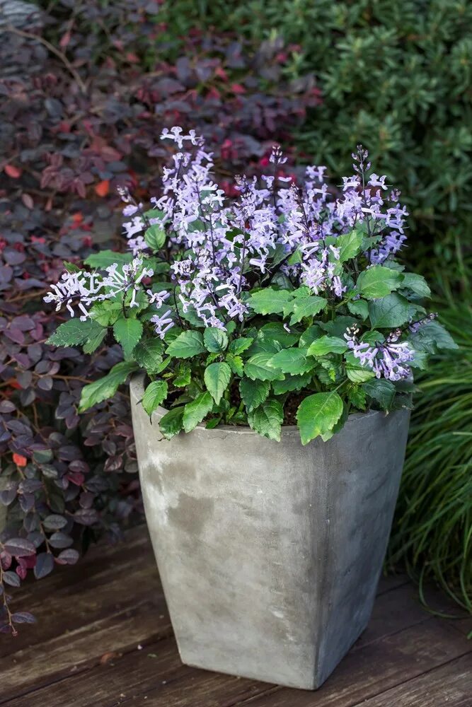 Плектрантус мона лавендер фото уход в домашних Плектрантус мона лавендер фото - ViktoriaFoto.ru