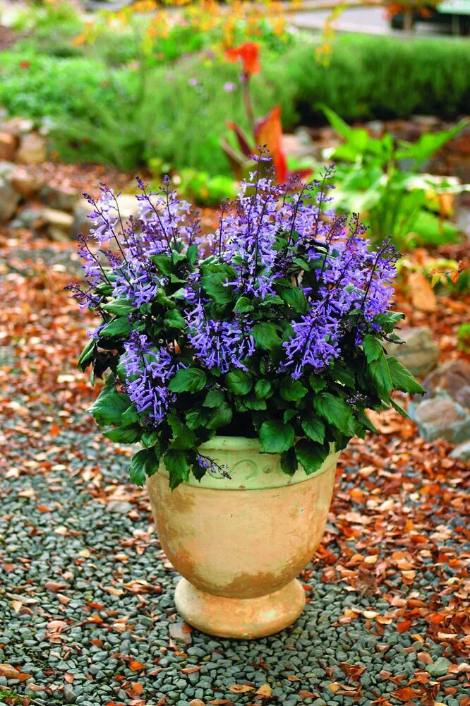 Плектрантус мона лавендер фото уход в домашних Plectranthus 'Mona Lavender' * Low light positions in the garden. * Containers u