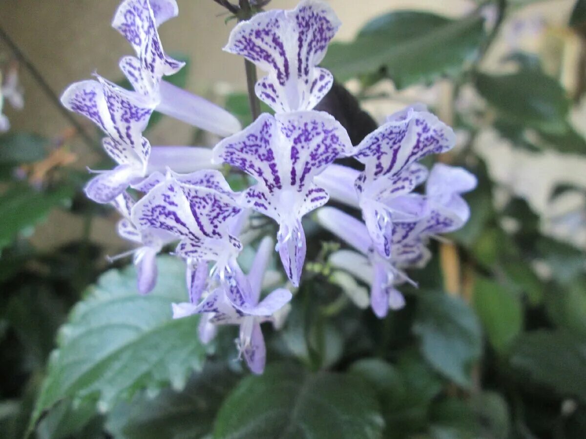 Плектрантус мона лавендер фото уход в домашних ПЛЕКТРАНТУС. Декоративен в любое время Волшебство на подоконнике Дзен