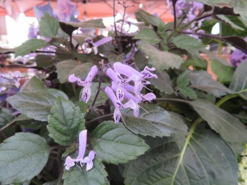 Плектрантус мона лавендер фото уход в домашних Плектрантус (комнатная мята): как вырастить и ухаживать в домашних условиях