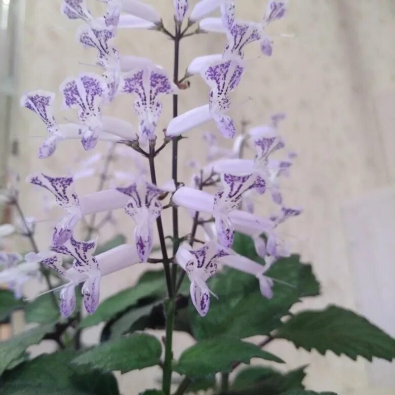 Плектрантус мона лавендер фото уход в домашних Плектрантус мона лавендер - купить в Старой Руссе, цена 50 руб., продано 17 нояб