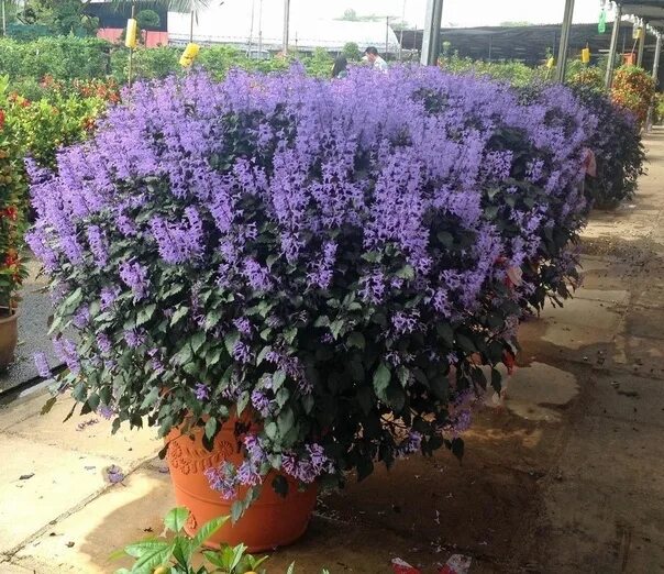 Плектрантус мона лавендер фото уход в домашних Коллекция фотографий Плектрантуса Мона Лавендер Торты, конфеты, пироги iberia-re