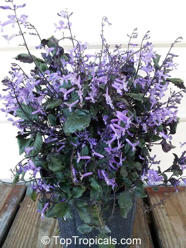 Плектрантус мона лавендер фото уход в домашних Plectranthus ecklonii Mona Lavender, Mona Lavender, Plectranthus hybrid Click to
