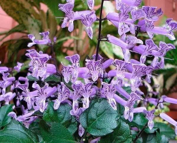 Плектрантус мона лавендер фото уход в домашних Вопросы и ответы о Плекрантус Мона или комнатная сирень - OZON (1224137277)