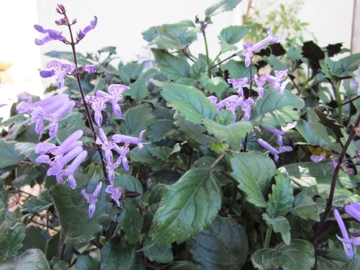Плектрантус мона лавендер фото уход в домашних Plectranthus 'Mona Lavender' flowering Flowers feed, Lavender flowers, Cottage g