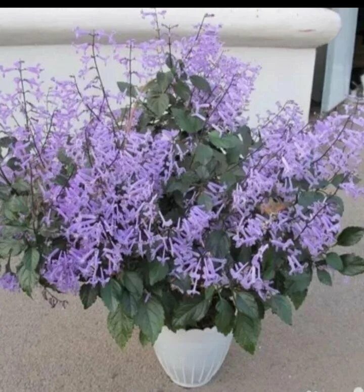 Плектрантус мона лавендер фото уход в домашних Плектрантус мона лавандер - купить в Кургане, цена 150 руб., продано 3 февраля 2