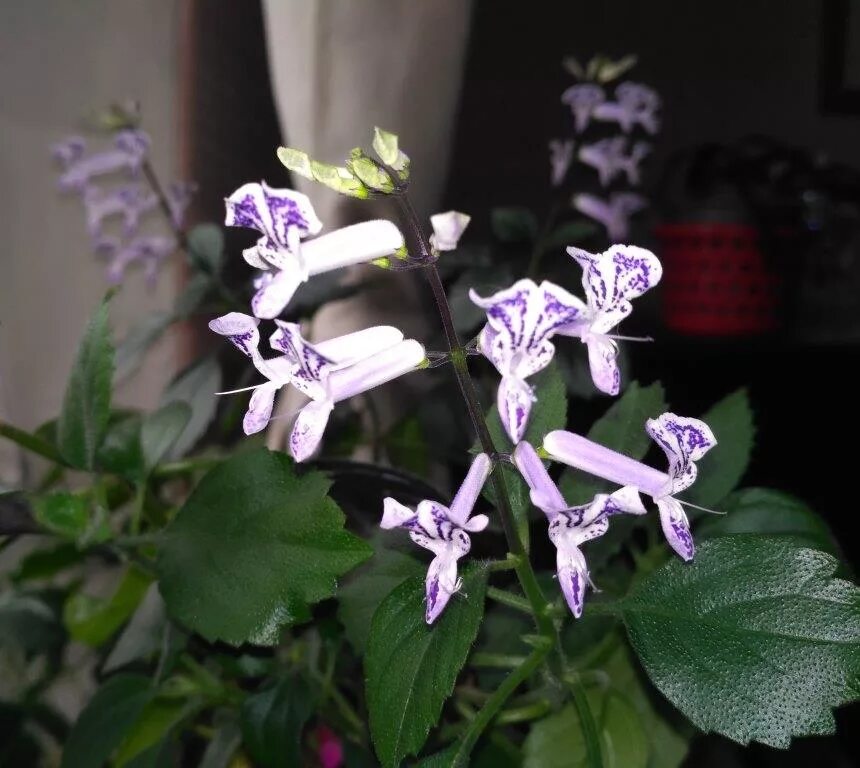 Плектрантус мона лавендер фото уход в домашних Плектрантус: распространение, виды, уход, размножение, болезни