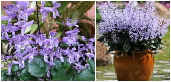 Плектрантус мона лавендер фото уход в домашних Саженец,1шт - купить с доставкой по выгодным ценам в интернет-магазине OZON (783