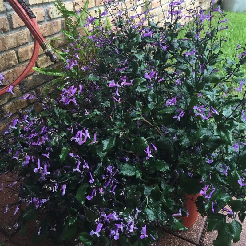 Плектрантус мона лавендер фото уход в домашних Plectranthus 'Mona Lavender', Plectranthus 'Mona Lavender' - uploaded by @amanda