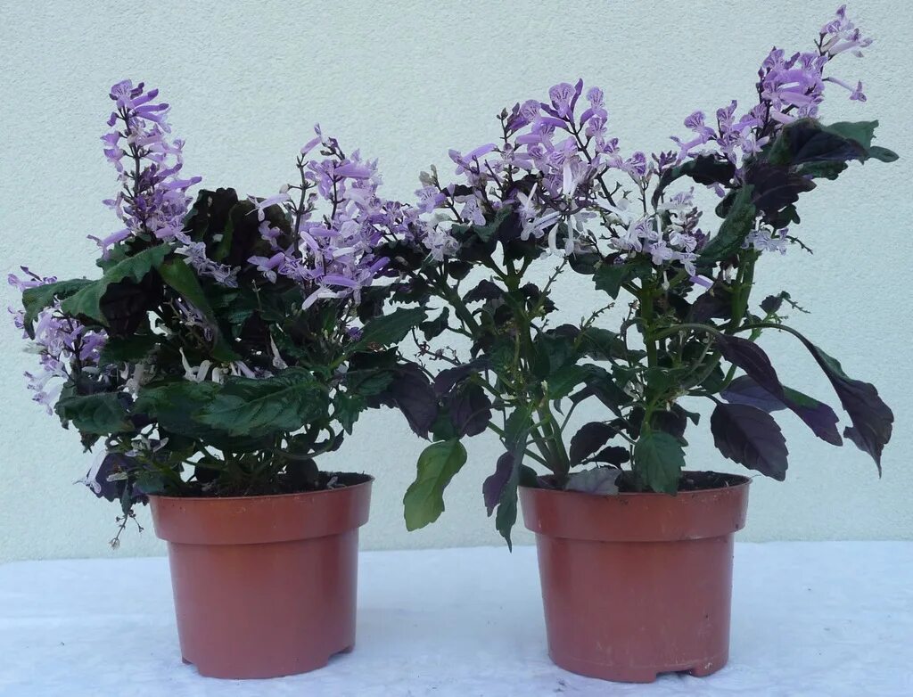 Плектрантус мона лавендер фото уход в домашних Купить Плектрантус Мона Лаванда, растение: отзывы, фото и характеристики на Ared