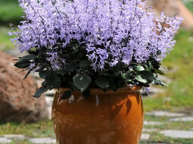 Плектрантус мона лавендер фото уход в домашних Learn about 'Mona Lavender' plectranthus, including tips on growing and propagat